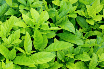 Green leaves pattern background