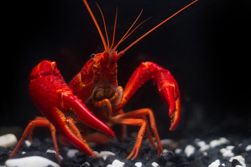 The Super Red Crayfish show power in the fishtank and black background.It's very strong procambarus in the water.