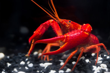 The Super Red Crayfish show power in the fishtank and black background.