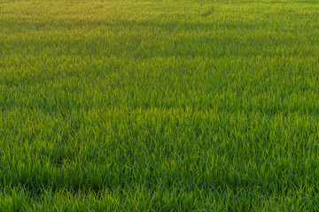 Background foliage lush green paddy evening.