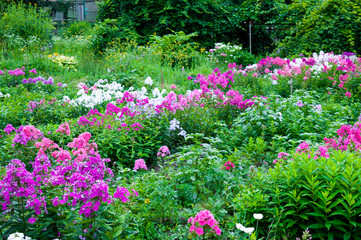 Botanical Garden of Vladivostok, flowers Svir