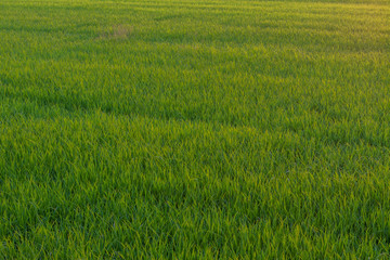 Obraz na płótnie Canvas Background foliage lush green paddy evening.