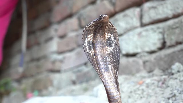 Portrait Indian cobra snake in Rishikesh, India. Close up