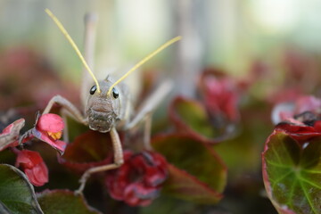 Langosta