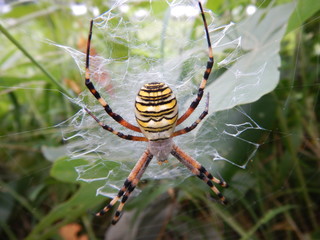 ナガコガネクモの巣