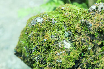  moss in forest