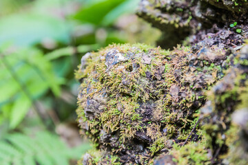 moss in forest