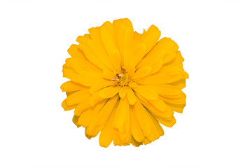 beautiful Marigold flower