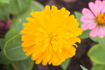 beautiful Marigold flower