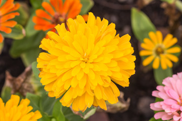 beautiful Marigold flower