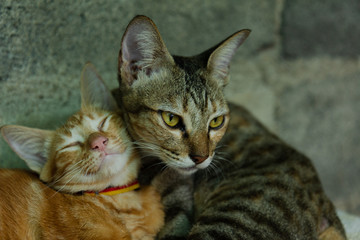 cat, animal, kitten, pet, cute, feline, domestic, fur, kitty, portrait, eyes, eye, pets, tabby, young, mammal, looking, face, nature, small, green, head, white, adorable, curious