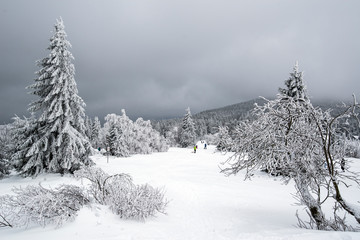 Zieleniec - lesny krajobraz zimą