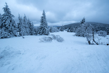 Zieleniec - lesny krajobraz zimą