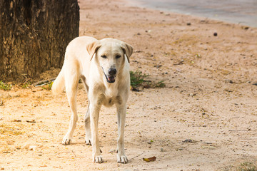 the roadside dog