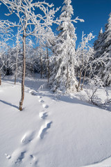 Pieszy ślad na śniegu