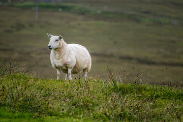 Obraz premium Highland Sheep