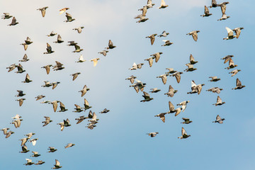 flock of speed racing pigeon bird flying against clear blue sky