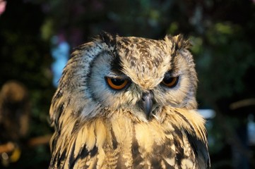 Owl