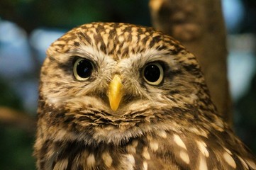 フクロウ Owl at Owl Cafe
