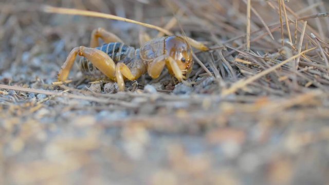 Jerusalem Cricket