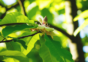 Flowering white magnolia tree. Chinese Magnolia blossom with white tulip-shaped flowers. Beautiful and tender blossomed magnolia branches. Spring background, nature