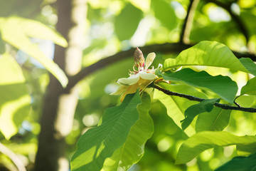 Flowering white magnolia tree. Chinese Magnolia blossom with white tulip-shaped flowers. Beautiful and tender blossomed magnolia branches. Spring background, nature