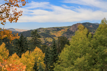 Hillside of Aspens