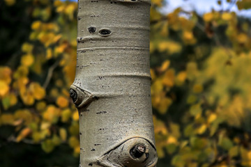 Aspen tree trunk