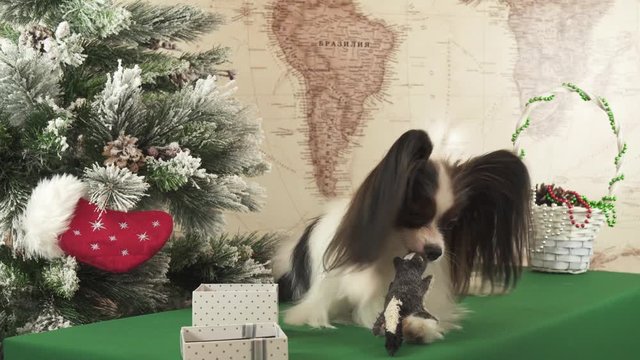 Papillon dog is playing with donated toy near the New Year tree stock footage video