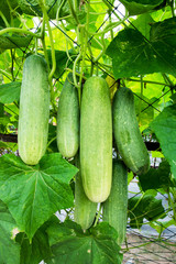 Closeup cucumber growing at farm background