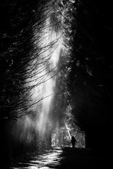 Winter forest in the countryside. South Butovo. Moscow. Russia