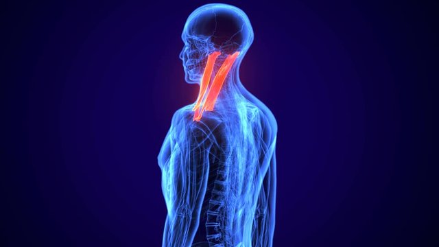 3d rendered, medically accurate illustration of the sternocleidomastoid
