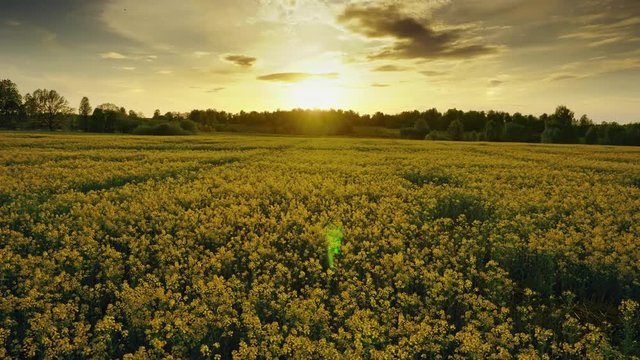 Landscape with beautiful flowering rapeseed field at sunset, timelpase 4k