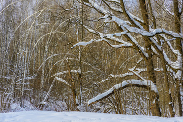 Winter forest in the countryside. South Butovo. Moscow. Russia