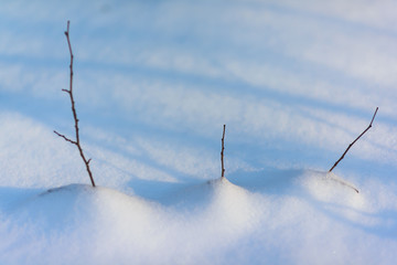 Snow texture in the winter forest. South Butovo. Moscow. Russia