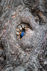 Rainbow Lorikeet in a hollow tree