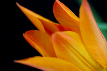 チュウーリップ