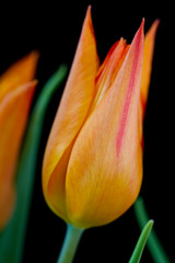 チュウーリップ