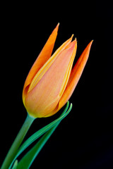 チュウーリップ