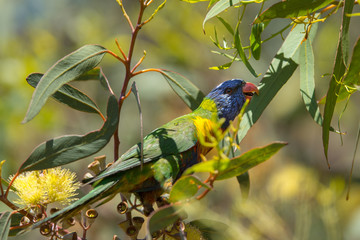 Rainbow Lorikeet in Adelaide, South Australia