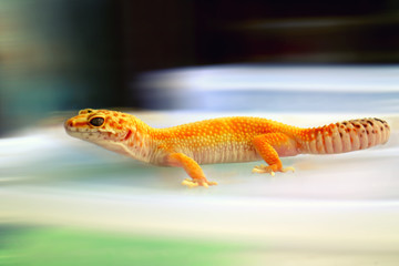 Yellow Gecko Closeup with panning technique
