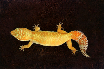 Gecko on Black Background