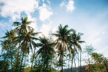 Fototapeta premium Coconut tree in farm with sky.