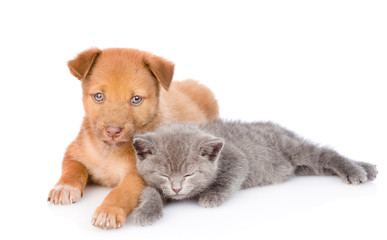 Mongrel puppy and sleepy kitten lying together. isolated on white background