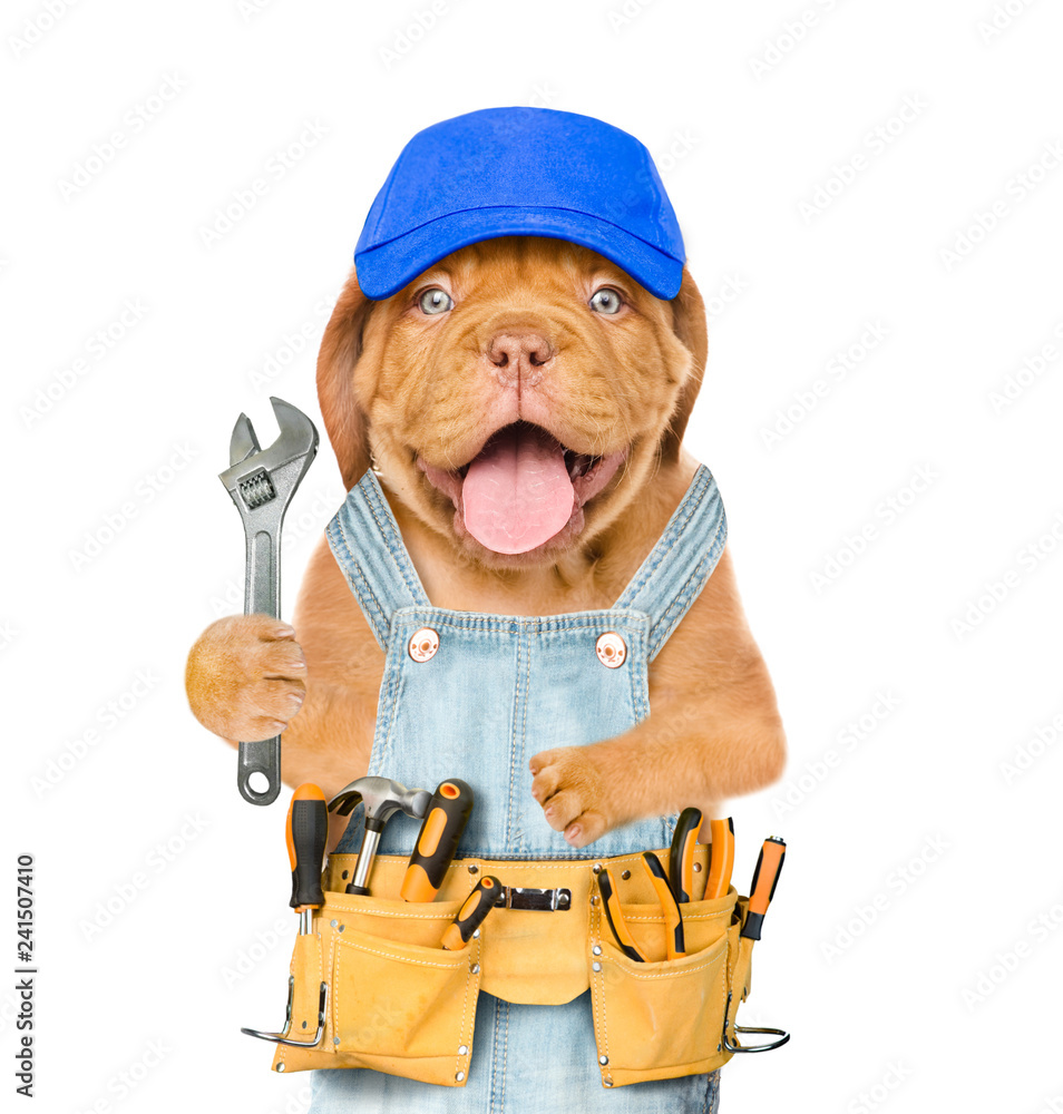 Poster funny dog worker in blue cap with tool belt and adjustable wrench. isolated on white background