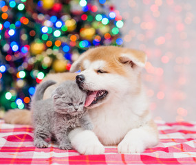 Fototapeta na wymiar Playful Akita inu puppy and baby kitten with Christmas tree on a background