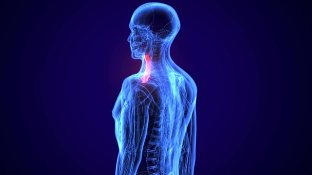 3d medically accurate muscle illustration of the sternohyoid
