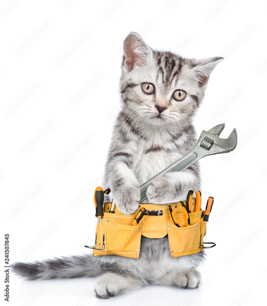 Poster Funny cat worker with toolbelt and adjustable wrench.  Isolated on white background