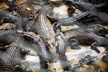 Crocodile in a farm.