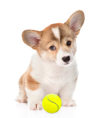 Happy Brown Pembroke Welsh Corgi puppy with tennis ball. isolated on white background.